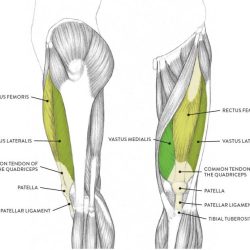 Identify the highlighted muscle leg