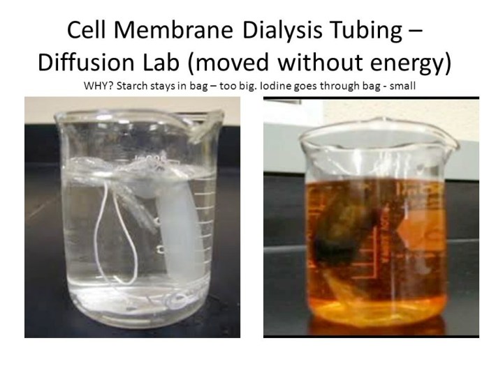 Diffusion across a membrane lab answers