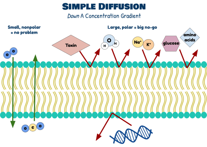 Diffusion across a membrane lab answers